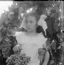 Young girl posing in with grapes in a vinyard