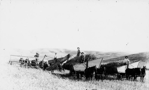 Workers on their threshing machines