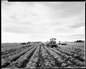 View of a lettuce field on the farm of Charles Freeman, near Holtville, ca.1947