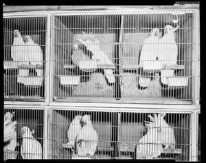 Bird shipment, rare cockatoos arrive from Australia, 1952