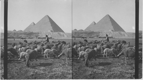 Pyramids and flocks of sheep, Egypt