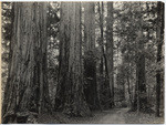 Redwood Park (Big Basin) (2 views)