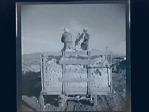 Cotton Pickers at Weigh Scales