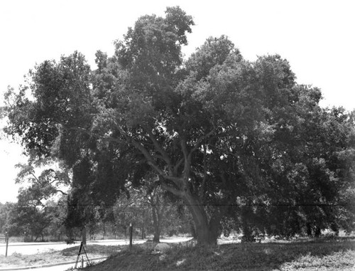 Santa Anita oaks