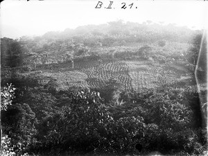 Cultivated field, Tanzania, ca.1893-1920