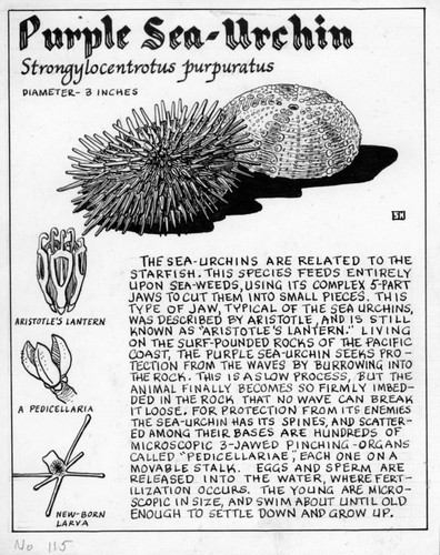 Purple sea-urchin: Strongylocentrotus purpuratus (illustration from "The Ocean World")