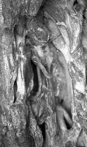 Tree bark, San Basilio de Palenque, 1976
