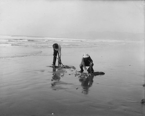 Clam diggers at Oceano beach