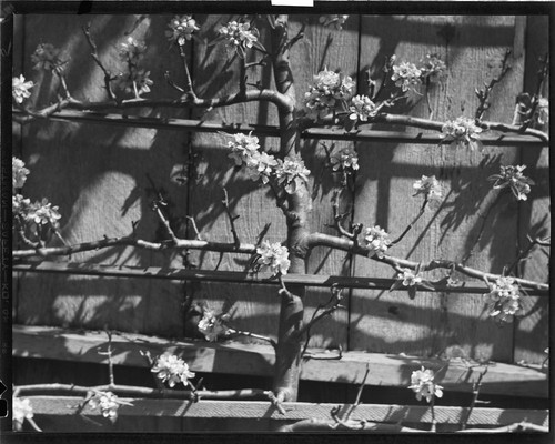 Trees - Pear in Blossom, Espaliered. [negative]