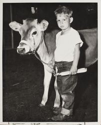 Charlie Cunningham shows his Jersey calf at the Sonoma County Fair, Santa Rosa, California, July 1958