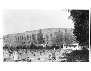 View of Lathrop Ranch looking north, near Villa Park in Orange County, January 1, 1892