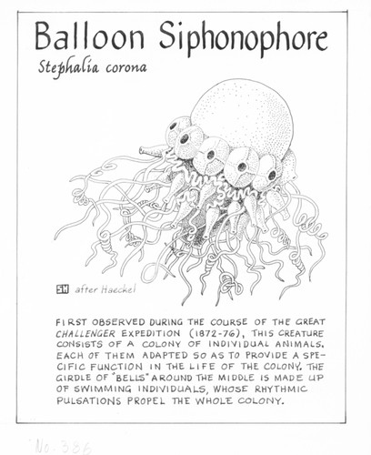 Balloon siphonophore: Stephalia corona (illustration from "The Ocean World")