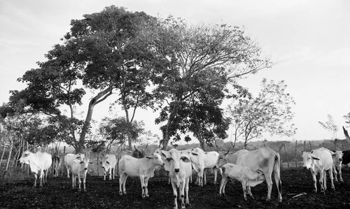 Cattle standing next to trees, San Basilio de Palenque, 1976