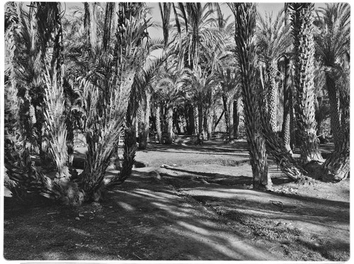 Palm grove at San José de Comondú