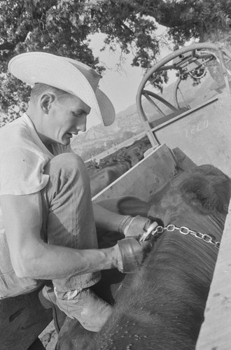 Cowboy putting chain collar on steer, Berryessa Valley