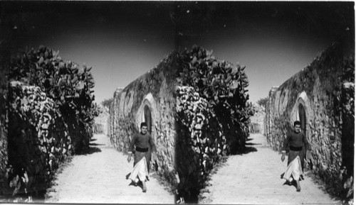 Cacti overhanging the wall. Jerusalem. Palestine