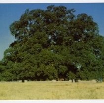 View of the Hooker Oak Tree by Sir John Hooker, botanist, California State Landmark #313 in Bidwell Park, Butte County