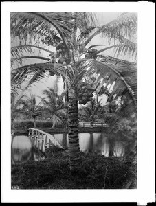 Coconut palm tree by the edge of a small pond, Hawaii, ca.1907-1920