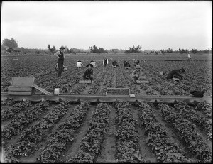 Group of strawberry pickers in a strawberry field, California