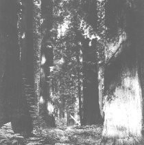 Fern Groto in Redwoods