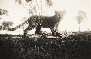 Leopard cub, Nigeria, ca. 1938