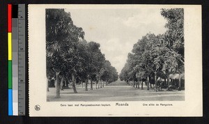 Lane lined by mango trees, Congo, ca.1920-1940