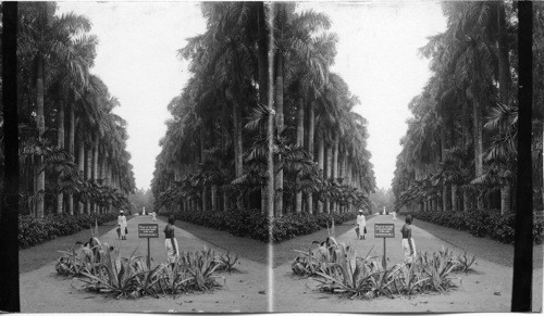 A neodoja Avenue (Ave. of Royal Palms) Botanical Gardens - Calcutta, India