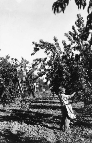 El Solyo Ranch orchard