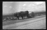 Ox team pulling a roller to flatten the newly paved road, Europe, late 1920s