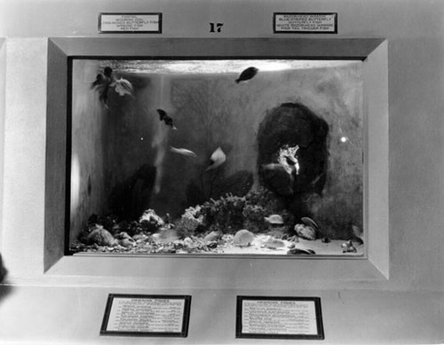 [Hawaiian fish tank inside the Steinhart Aquarium in Golden Gate Park]