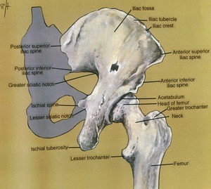 Illustration of bones of right hemiplevis and hip, posterior view