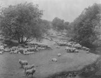 1890s - A local rancho's flock of sheep