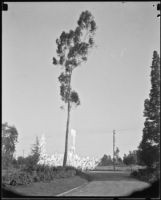 Road, eucalyptus tree, and billboards, Topanga Canyon, [1920s or 1930s?]