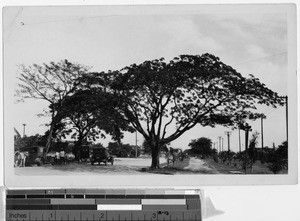 Flame tree in blossom, Philippines, ca. 1920-1925