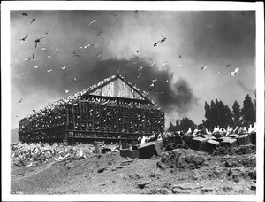 Massive bird coop covered in pigeons on a pigeon ranch on the Los Angeles River, ca.1900