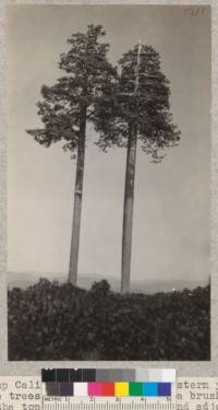Camp Califorest. Two large western yellow pine trees standing exposed in a brush field at the top of Bear Creek road and adjoining the cattle drive. The trees show the wind-swept chracter of the crowns, the clean stems and smooth trunks that are so characteristic of the large trees standing above the brush. E.F. July 1931