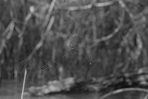 A spider on its web, Isla de Salamanca, Colombia, 1977