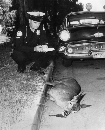 Deer killed by auto