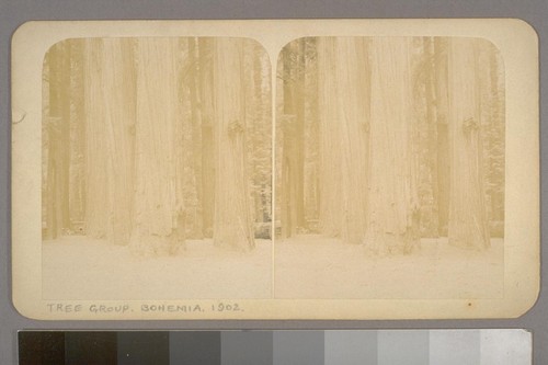 (Tree Group. Bohemia. 1902)