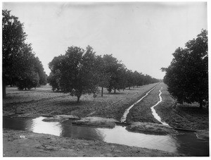 Orchards being irrigated, Riverside, ca.1890-1900