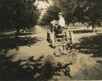 Tractor in orchard with Knapp Subsoil Plow, Catalog Photo 62-B