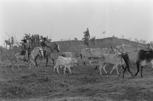 Man and boy herding cattle, San Basilio de Palenque, 1977