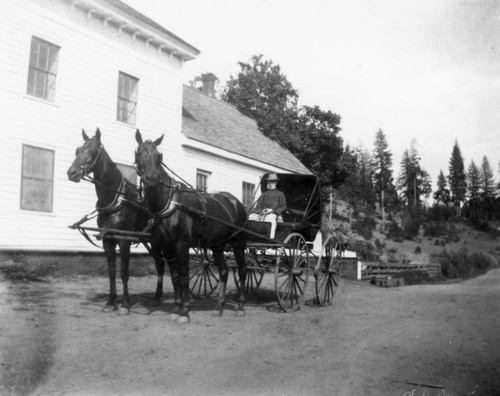 Man in Horse & Buggy