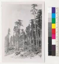 Redwood Region. Selective cutting in a virgin stand burned in 1936; white woods killed. Heavy reproduction. Logged 1951 with orders to save the reproduction. Hammond Lumber Company M-Line, Big Lagoon operations. 9/3/52 E.F