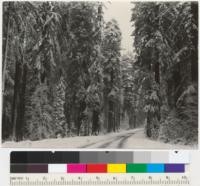 Snow in the Redwoods. About 10 miles south of Crescent City. 1/29/37. E.F