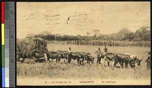 Harvesting the rice, Kisantu, Congo, ca.1920-1940