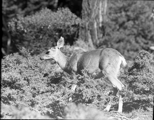 Deer, California Mule Deer, doe eating Ceanothus cordulatus