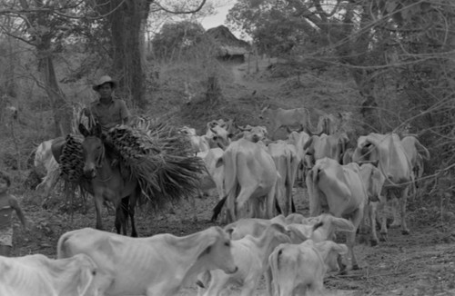 Man riding past a herd, San Basilio de Palenque, Colombia, 1977