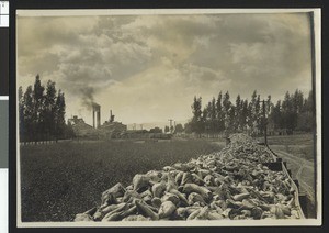 Sugar beets en route to a sugar factory in the distance, Chino, ca.1900
