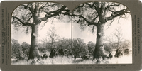 Blue Oak (Quercus douglasii) near Kaweah River Canyon, California, S 229